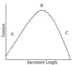 Sarcomere Length